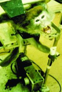 Crazed monkey restrained in testing apparatus